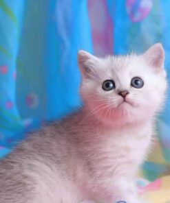 munchkin kitten for sale