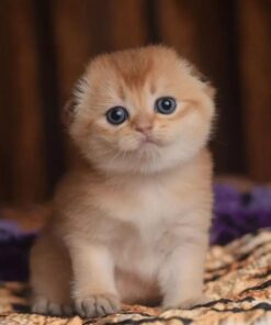 Munchkin Scottish Fold Cat for Sale