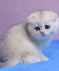 munchkin for sale I munchkin cats near me I munchkin cat for sale