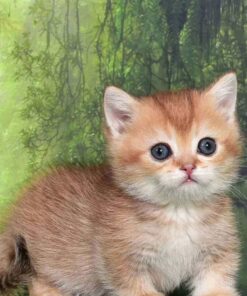 munchkin kitty for sale