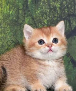 munchkin kitty for sale